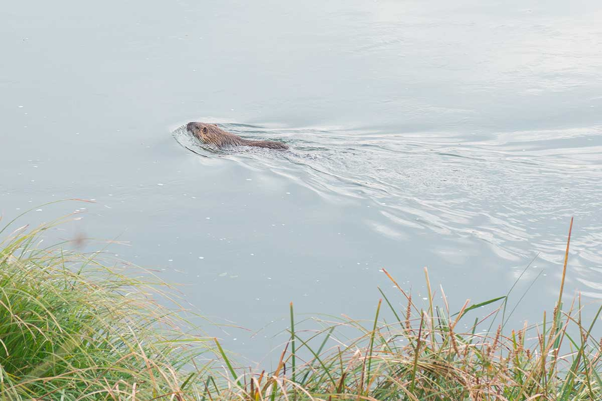 Leptospirosis: Understanding Symptoms, Treatments, Common Questions, Myths and Truths